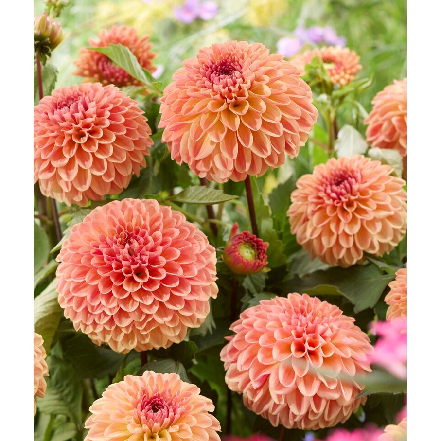 Dahlia Dalmuti Cavalier Dekorativ 1-pack NYHET
